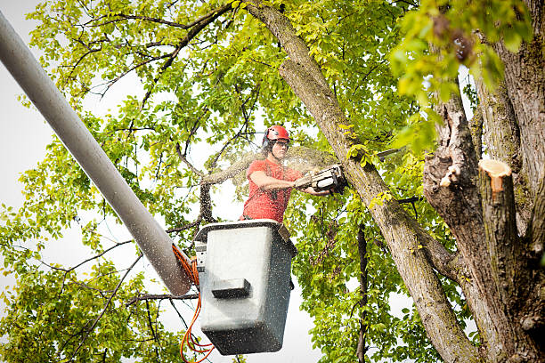 Leaf Removal in Fraser, CO